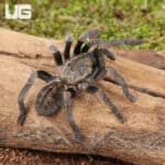 Veronica Dwarf Tarantula (Ornithoctoninae sp. 'Veronica) For Sale - Underground Reptiles