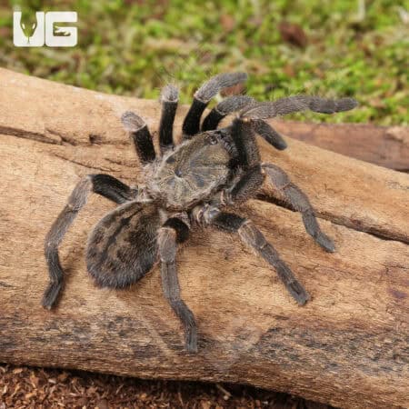 Veronica Dwarf Tarantula (Ornithoctoninae sp. 'Veronica) For Sale - Underground Reptiles