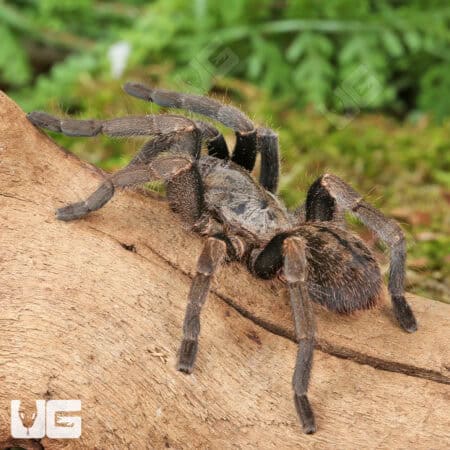 Veronica Dwarf Tarantula (Ornithoctoninae sp. 'Veronica) For Sale - Underground Reptiles
