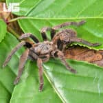 Veronica Dwarf Tarantula (Ornithoctoninae sp. 'Veronica) For Sale - Underground Reptiles