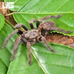 Veronica Dwarf Tarantula (Ornithoctoninae sp. 'Veronica) For Sale - Underground Reptiles