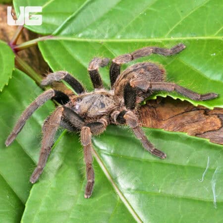 Veronica Dwarf Tarantula (Ornithoctoninae sp. 'Veronica) For Sale - Underground Reptiles