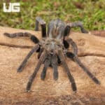 Veronica Dwarf Tarantula (Ornithoctoninae sp. 'Veronica) For Sale - Underground Reptiles