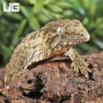 Baby Nu Ana x Nu Ami Leachianus Geckos For Sale - Underground Reptiles