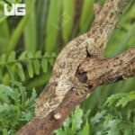 Baby Nu Ana x Nu Ami Leachianus Geckos For Sale - Underground Reptiles