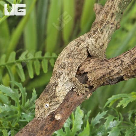 Baby Nu Ana x Nu Ami Leachianus Geckos For Sale - Underground Reptiles