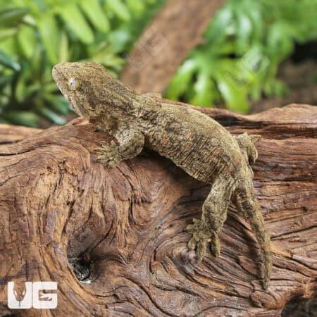 Baby Nu Ana x Nu Ami Leachianus Geckos For Sale - Underground Reptiles
