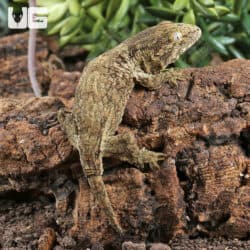 Baby Nu Ana x Nu Ami Leachianus Geckos For Sale - Underground Reptiles