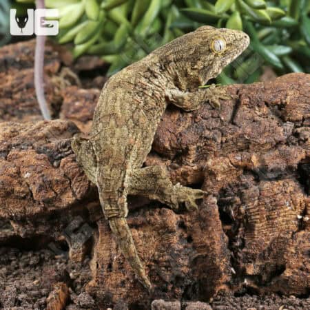 Baby Nu Ana x Nu Ami Leachianus Geckos For Sale - Underground Reptiles