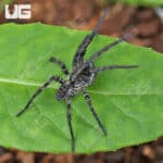 Carolina Wolf Spiders for sale - Underground Reptiles