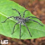 Carolina Wolf Spiders for sale - Underground Reptiles