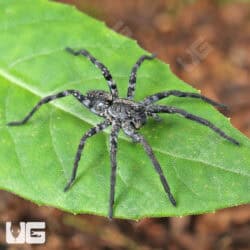Carolina Wolf Spiders for sale - Underground Reptiles