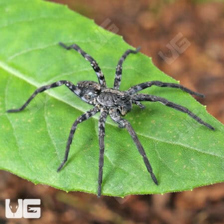 Carolina Wolf Spiders for sale - Underground Reptiles