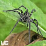 Carolina Wolf Spiders for sale - Underground Reptiles