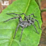Carolina Wolf Spiders for sale - Underground Reptiles