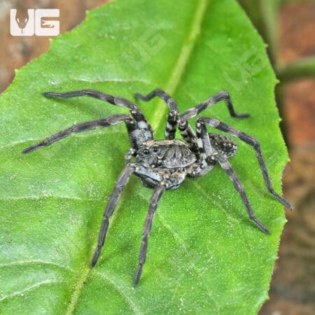 Carolina Wolf Spiders for sale - Underground Reptiles
