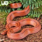 Thai Bamboo Ratsnakes (Oreocryptophis porphyraceus) For Sale - Underground Reptiles