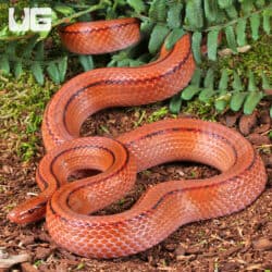 Thai Bamboo Ratsnakes (Oreocryptophis porphyraceus) For Sale - Underground Reptiles