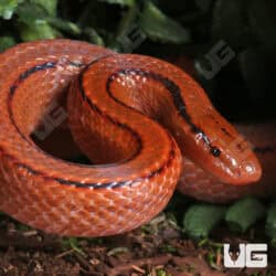 Thai Bamboo Ratsnakes (Oreocryptophis porphyraceus) For Sale - Underground Reptiles