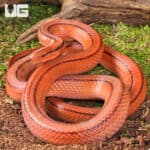 Thai Bamboo Ratsnakes (Oreocryptophis porphyraceus) For Sale - Underground Reptiles