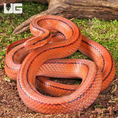 Thai Bamboo Ratsnakes (Oreocryptophis porphyraceus) For Sale - Underground Reptiles