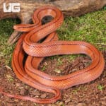 Thai Bamboo Ratsnakes (Oreocryptophis porphyraceus) For Sale - Underground Reptiles