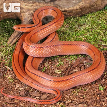 Thai Bamboo Ratsnakes (Oreocryptophis porphyraceus) For Sale - Underground Reptiles
