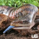 Adult Merauke Blue Tongue Skink (Tiliqua gigas) For Sale - Underground Reptiles