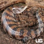 Adult Merauke Blue Tongue Skink (Tiliqua gigas) For Sale - Underground Reptiles
