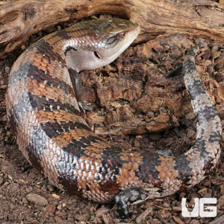 Adult Merauke Blue Tongue Skink (Tiliqua gigas) For Sale - Underground Reptiles