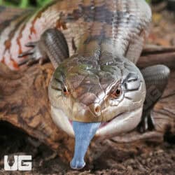 Adult Merauke Blue Tongue Skink (Tiliqua gigas) For Sale - Underground Reptiles