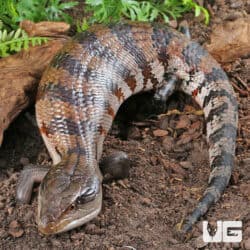 Adult Merauke Blue Tongue Skink (Tiliqua gigas) For Sale - Underground Reptiles
