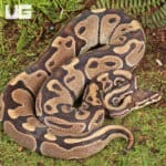 Ball Pythons For Sale - Underground Reptiles