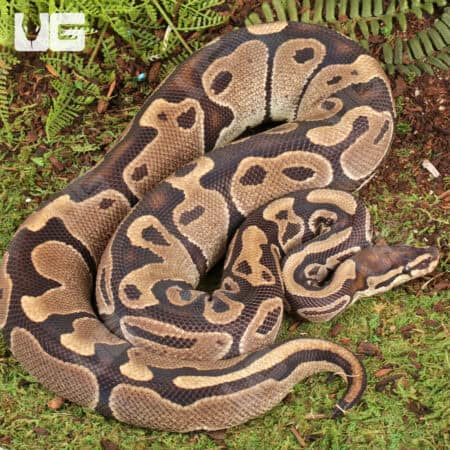 Ball Pythons For Sale - Underground Reptiles