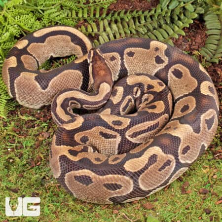 Ball Pythons For Sale - Underground Reptiles