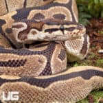 Ball Pythons For Sale - Underground Reptiles
