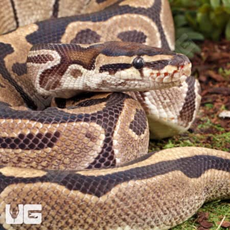 Ball Pythons For Sale - Underground Reptiles