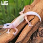 Albino Leucistic Leopard Geckos (Eublepharis macularius) For Sale - Underground Reptiles