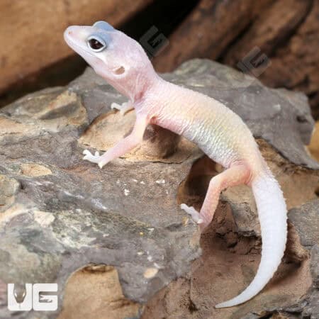 Albino Leucistic Leopard Geckos (Eublepharis macularius) For Sale - Underground Reptiles