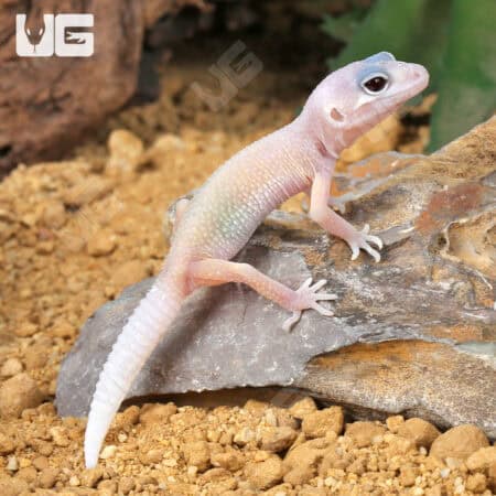 Albino Leucistic Leopard Geckos (Eublepharis macularius) For Sale - Underground Reptiles