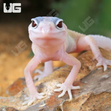 Albino Leucistic Leopard Geckos (Eublepharis macularius) For Sale - Underground Reptiles