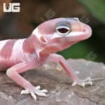 Baby Mack Snow Albino Leopard Geckos (Eublepharis macularius) For Sale - Underground Reptiles