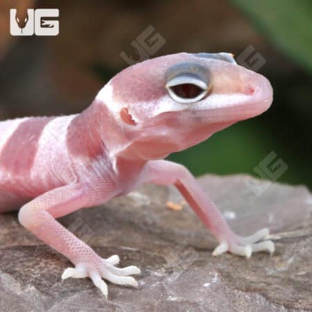 Baby Mack Snow Albino Leopard Geckos (Eublepharis macularius) For Sale - Underground Reptiles