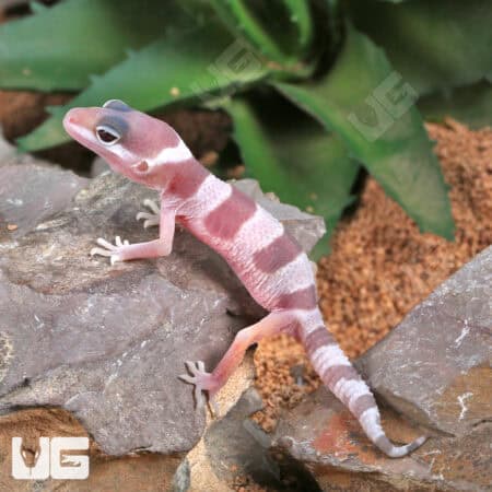 Baby Mack Snow Albino Leopard Geckos (Eublepharis macularius) For Sale - Underground Reptiles