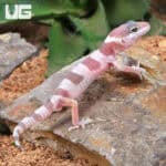 Baby Mack Snow Albino Leopard Geckos (Eublepharis macularius) For Sale - Underground Reptiles