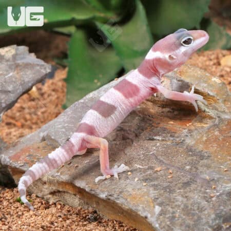 Baby Mack Snow Albino Leopard Geckos (Eublepharis macularius) For Sale - Underground Reptiles