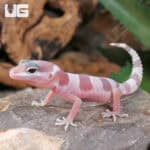 Baby Mack Snow Albino Leopard Geckos (Eublepharis macularius) For Sale - Underground Reptiles