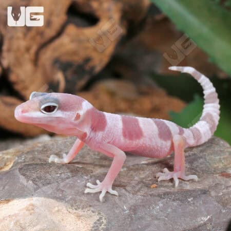 Baby Mack Snow Albino Leopard Geckos (Eublepharis macularius) For Sale - Underground Reptiles