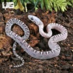 Baby Anery Scaleless Cornsnake (Pantherophis guttatus) For Sale - Underground Reptiles