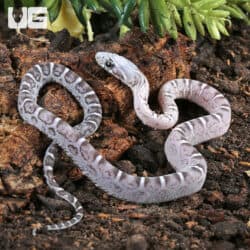 Baby Anery Scaleless Cornsnake (Pantherophis guttatus) For Sale - Underground Reptiles